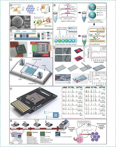 Figure 3. Applications of microfluidics into massively parallel and handheld point-of-care systems. (A) Chip-based integrated real-time reverse transcription PCR platform for the analysis of the immunomagnetic exosomal RNA. (B) Droplet-based quantitative PCR for a single cell to mRNA purification and gene expression analysis. (C) Chip-based digital RT-PCR for absolutequantification of mRNA in single cells. (D) Droplet-based dPCR for miRNA quantitation assay. (E) Paper-based LAMP system made by polydimethylsiloxane for molecular diagnostics. (F) Forensic science, DNA profiles on a chip. (G) BioFire, detection of bacteria and viruses on a chip.Reproduced with permission from [Citation38,Citation50,Citation68,Citation69].