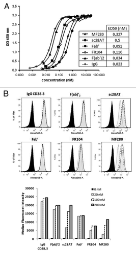 Figure 2. Binding analysis of anti-CD28 antibodies. (A) Assessment by ELISA on immobilized CD28-Fc of MF280 (Δ), sc28AT (●), Fab’ (■), FR104 (◊), F(ab)’2 (▲) and IgG (+). Revelation was performed with a rabbit antibody against VH/VL domains of the CD28.3 mAb plus peroxidase-labeled goat anti-rabbit antibodies and revealed by colorimetry at 450nm using TMB substrate. ED50 is the concentration of the indicated antibody to reach 50% of the signal in this assay. One experiment representative of three is shown. (B) Assessment of binding by flow cytometry on target Jurkat T cells of indicated antibodies at 200 nM (gray-tinted, black line), 100 nM (black dotted line), 20 nM (light-gray-tinted, gray line) and without antibody (solid black line).