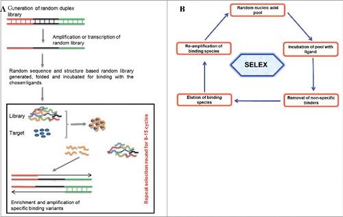 Figure 1. (1A) Representation of aptamer selection. Briefly random oligonucleotide libraries with diverse structural complexities are generated and incubated for ligand binding. Non-specific binders are removed and high affinity binders are amplified. The selection cycle are usually repeated around 5-20 cycles. The sequences and structural characterization from chosen binders are done to achieve the best binding aptamer. (1B) Basic strategy of SELEX protocol showing incubation of random library with chosen ligands, their incubation for binding, removal of non-specific binder and finally the enrichment of the best binders for chosen targets.