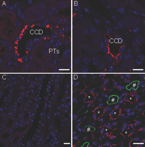 Figure 3 Detection of Cx30.3 in the mouse kidney by immunofluorescence (red). (A, B, D) Specific staining was observed in wild-type mouse sections labeled with Cx30.3 antibodies. (C) Labeling of Cx30.3 knockout mouse tissue failed to produce a signal. Mostly punctate and cytosolic labeling was observed in only a few cells in the renal cortex, in select cells of the cortical collecting duct (CCD) (A). Occasionally, some staining resembling apical membrane localization was also observed (B). Other cortical structures including the proximal tubule (PT) were devoid of staining. In the renal medulla, dense labeling of thin-walled tubular structures was found. The Cx30.3-positive tubules (*) did not label with AQP1 (green), a marker of the descending thin limb of the loop of Henle (#). Nuclei are stained with 4′,6′-diamidino-2-phenylindole (DAPI; blue). Bars: 10 μ m.