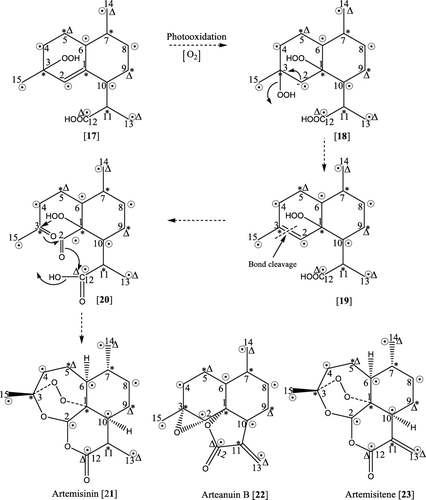 Figure 3.  *, denote label from [1-13C]acetate and [2-13C]acetate when biogenetic route to artemisinin (21) is achieved from IPP and DMAPP through MVA pathway; Δ denotes label from [1,6-13C2]glucose if GPP biosynthesized from IPP and DMAPP through DXP pathway plays and important role in the biosynthesis of 21. Broken arrows indicate the presence of hypothetical pathway involving free or enzyme bonded intermediates which were difficult to isolate.