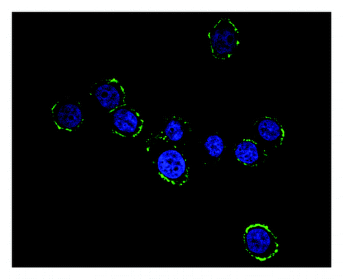 Figure 3. Fluorescene microscopy of HL60-HSP70 cells after staining with heat shock pritein 70 mAb and secondary Ab conjugated with FITC. The yellow-green fluorescence on the HL-60 cells surface was observed on the basis of the nucleus stained blue and it showed that HSP70 was successfully transfected into HL-60 cells surface.