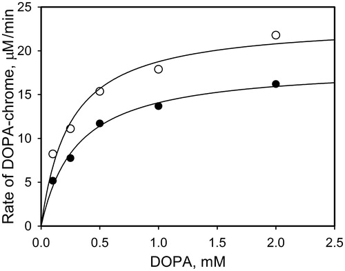 Figure 3. The initial rates of PO-mediated DOPA-chrome formation versus DOPA concentration in the presence of PAPA/NO (0.4 mM, open circles) and without (close circles). The concentration of PO in mixtures was 20 units/ml.