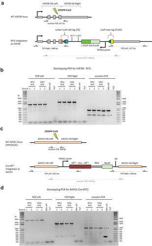 Figure 1. Strategy to knock-in a RITE cassette at H3F3B and Cre-ERT2 at the AAVS1 safe-harbour locus. (a) A RITE cassette (V5→FLAG) is integrated at the C-terminus of H3.3 (H3F3B gene) using CRISPR-Cas9 and a repair plasmid for homologous recombination. Note that the gRNA is targeted to the last intron of H3F3B to prevent off-target cleavage at homologous histone H3 genes. (b) Genotyping PCR to confirm heterozygous integration of the RITE cassette at H3F3B in RPE1 and K562 cells. The asterisk denotes non-specific PCR amplicons. (c) A PGK1-promoter driven Cre-ERT2 is integrated at the AAVS1 safe-harbour locus using a HDR (homology-directed repair) plasmid donor derived from Mali et al. [Citation65]. (d) Genotyping PCR to confirm homozygous integration of Cre-ERT2 is at AAVS1 in RPE1 and K562 cells. The asterisk denotes non-specific PCR amplicons. HA, homology arm; PuroR-2A-EGFP, puromycin resistance gene followed by self-cleaving peptide P2A from porcine teschovirus-1 polyprotein and green fluorescent protein; IRES, internal ribosome entry site; NeoR, neomycin resistance gene.