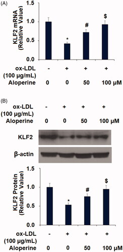 Figure 6. Aloperine restored ox-LDL-induced reduction of KLF2 in HUVECs. Cells were cultured with ox-LDL (100 µg/mL) with or without aloperine (50,100 μM) for 24 h. (A). mRNA of KLF2; (B). Protein of KLF2 (*, p < .01 vs. vehicle group; #, p < .01 vs. ox-LDL treatment group; $, p < .01 vs. ox-LDL + 50 μM aloperine group).
