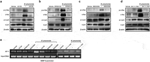 Figure 5. Requirement of AP-1 for efficient induction of MMP-9. Cells were seeded and infected with M. pneumoniae for 1 h. Phosphorylation of c-fos and c-jun was assessed by immunoblotting with or without specific inhibitors (MAPK inhibitors, 30μM and BAY11–7082, 5μM) (a–d). BEAS-2B cells were pre-incubated with or without inhibitors prior to M. pneumoniae infection. AP-1 recruitment to the MMP-9 binding site was detected using a ChIP assay (e–f). Representative results from three independent experiments are shown.