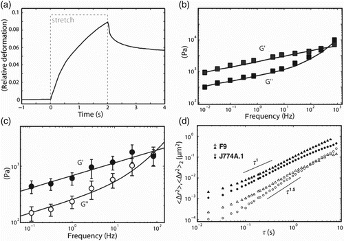 Figure 21. Characteristic measurement curves for four selected rheological techniques as an example for active probing methods on suspended (a), adherent (b, c) and for a passive method on adherent cells (d). (a) Example graph of a step-stress compliance experiment with the optical stretcher. Cells are held at trap power for 1 s, then stretched with 1.2 W for 2 s and subsequently monitored at trap power for another 2 s. Shown here is the relative deformation of cells along the laser axis over time. This graph is an average of 167 cells. (b) Shear moduli extracted from magnetic twisting rheology plotted versus twisting frequency Citation243. (c) Frequency dependence of the storage modulus G′ (filled symbols) and the loss modulus G″ (open symbols) measured on A549 cells (N=12) at different oscillation frequencies using an SFM Citation238. (d) Mean square displacement of a single particle (solid symbols) and two particles (open symbols). With the two particles method superdiffusive behavior is found Citation256. Data were reproduced with permission from Ben Fabry (b), Jordi Alcaraz (c), and Tom Lubensky (d).