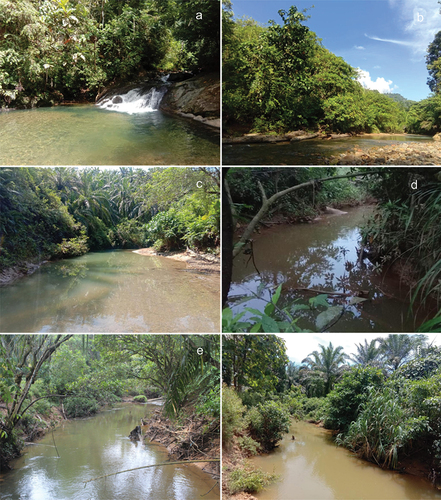 Figure 2. Sampled localities in the Merbau River, LEA. (A) Lubuk Ombo, (B) Kampung Selamat, (C) Kampung Tenggulun, (D) Alur Bujok, (E) Tenda Biru, (F) Tualang Tukul. Photographs by Siti Maulizar.