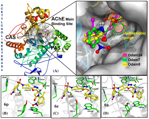 Figure 1. Obtained binding modes of ligands in the main binding site of Acetylcholinesterase. (A) Superimposing of compounds 6p (Purple), 6a (Green) and 6e (Yellow) docked to AChE. (B) Binding mode of compound 6p in AChE main binding site. (C) Binding mode of compound 6e in AChE main binding site. (D) Binding mode of compound 6a in AChE main binding site.