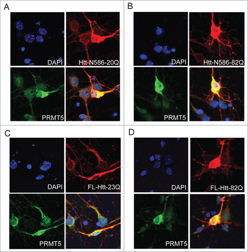 Figure 2. Htt and PRMT5 co-localize in primary neurons. Primary mouse cortical neurons were co-transfected at 5 DIV with the expression vectors for PRMT5 and either normal or polyQ-expanded Htt N586 fragment (A, B) or the full-length Htt constructs (C, D). Confocal immunofluorescence detection of Htt with 2166 monoclonal antibody is shown in red (Alexa Fluor 555); detection of PRMT5 with polyclonal specific antibody is shown in green (Alexa Fluor 488); nuclear staining (DAPI) is shown in blue. Yellow staining in merged images demonstrated partial co-localization. Representative images are shown for each construct.