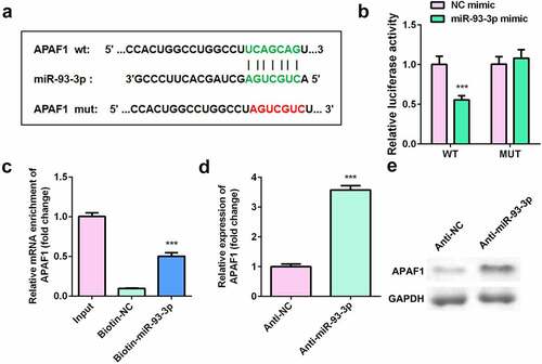 Figure 5. APAF1 was a target of miR-93-3p. (a) The binding sites between miR-93-3p and APAF1. (b) Relative luciferase activity of HaCaT cells. (c) The interaction between APAF1 and miR93-3p was analyzed by RNA pull-down. (d) Relative expression of APAF1 was detected by RT-qPCR. (e) The protein expression of APAF1 was determined by Western blot. *** P < 0.001 vs. NC mimic, Biotin-NC or Anti-NC group