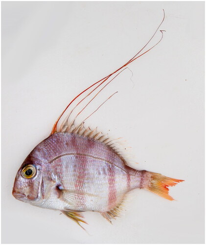 Figure 1. Photograph of A. bleekeri with elongated dorsal fin spines and several narrow reddish bands along the side. The photo was taken by Hanye Zhang.