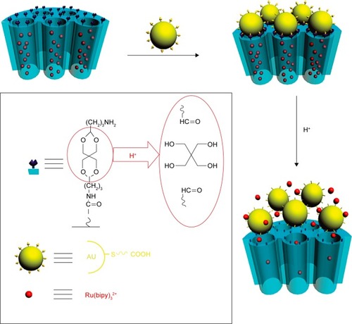 Figure 3 Schematic illustration of pH-responsive nanogated ensemble based on gold-capped mesoporous silica through acid-labile acetal linker.Note: Reprinted with permission from Liu R, Zhang Y, Zhao X, Agarwal A, Mueller LJ, Feng P. pH-responsive nanogated ensemble based on gold-capped mesoporous silica through an acid-labile acetal linker. J Am Chem Soc. 2010;132(5):1500–1501. Copyright 2010 American Chemical Society.Citation65