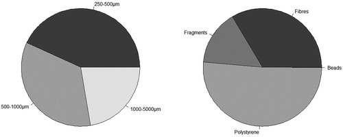 Figure 2. Microplastic composition in size classes (a) and identification classes (b).