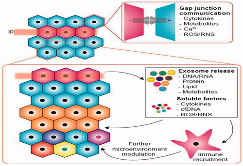 Figure 2. Exposure to irradiation can induce intercellular signaling with the appearance of radiation-like effects in un-irradiated cells. A number of factors such as reactive oxygen/nitrogen (ROS/RNS), cell free DNA (cfDNA) species, TNF-related apoptosis-inducing ligand (TRAIL) as well as a host of other proteins (various black shapes) have been proposed.