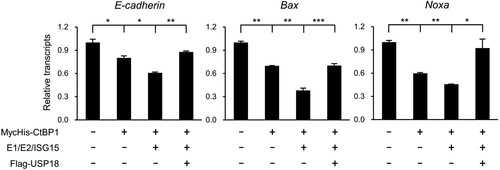 Figure 4. ISGylation of CtBP1 augments the repression of its target genes. MycHis-CtBP1, ISG15 conjugation system (HA-E1 and E2, Flag-ISG15), or Flag-USP18 were overexpressed in CtBP1−/− MEFs as indicated for 48 h. The total RNA was isolated using the Trizol-Chloroform extraction method. Briefly, 2 µg of RNA was used to synthesize cDNA, and realtime quantitative RT-PCR analysis of E-cadherin, Bax, and Noxa was performed. The analysis was done in triplicate, and the results are presented as mean ± SD. The p-value was calculated using a Student’s t-test. *p < 0.05, **p < 0.01, ***p < 0.001.