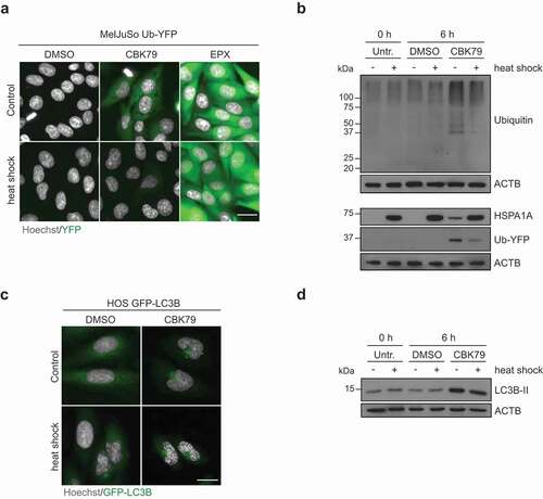 Figure 7. Thermal preconditioning prevents inhibition of the UPS while autophagy impairment persists. (A) Maximum intensity projections of MelJuSo Ub-YFP primed with a 30-min heat shock (43°C), recovered for 8 h, and treated with CBK79 (10 µM), epoxomicin (EPX, 100 nM) or DMSO 0.1% for 6 h. Nuclei were counterstained with Hoechst 33342 and cells imaged in an automated widefield microscope. Scale bar: 20 µm. (B) MelJuSo Ub-YFP were primed with a 30-min heat-shock (43°C), recovered for 8 h, and treated with DMSO 0.1% or CBK79 (10 µM) for 6 h. Cell lysates were analyzed by immunoblotting with the indicated antibodies. Beta-actin (ACTB) is shown as loading control. Representative blots from one of three independent experiments are shown. (C) Maximum intensity projections of HOS GFP-LC3B cells primed with a 30-min heat shock (43°C), recovered for 8 h, and treated with DMSO 0.1% or CBK79 (10 µM) for 4 h. Nuclei were counterstained with Hoechst 33342 and cells imaged in an automated widefield microscope. Scale bar: 20 µm. (D) HOS GFP-LC3B cells were treated as in (C). Cell lysates were analyzed by immunoblotting with the indicated antibodies. Representative blots from one of two independent experiments are shown.