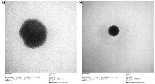 Figure 2. Transmission electron micrograph of metformin hydrochloride-loaded niosomes (a) MN2 and (b) MN3.