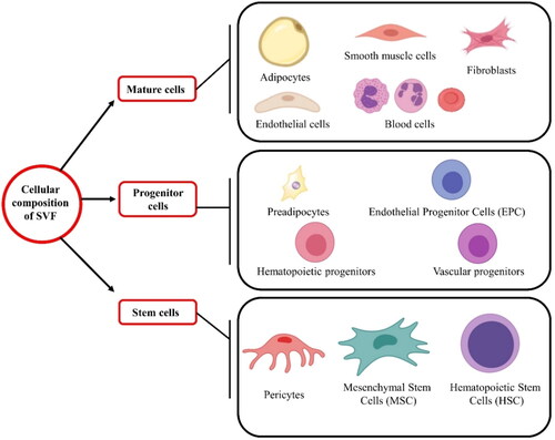 Figure 2. The major and minor cellular components present in the stromal vascular fraction: mature cells (adipocytes, smooth muscle cells, fibroblasts, endothelial; cells, and blood cells), progenitor cells (pre-adipocytes, endothelial progenitor cells, hematopoietic progenitors, and vascular progenitors), and stem cells (pericytes, mesenchymal stem cells, and hematopoietic stem cells).