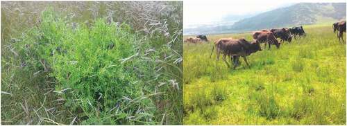 Figure 3. Pasture land with sativa over sown (left side) and farmers’ practice (right side).