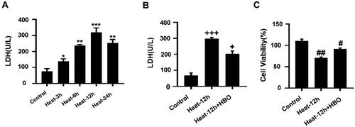 Figure 4. HBO alleviated the injury caused by heat stress in BV2 cells. LDH release at different times (3, 6, 12, and 24 h) after heat stress (A) and the intervention of HBO (B) was assessed by the LDH Assay Kit (N = 3). (C) The viability of BV2 cells in different groups was assessed by the CCK-8 (N = 3). Data are shown as mean ± SEM. *p < 0.05, **p < 0.01, ***p < 0.001 versus the Control group; +p < 0.05 versus the Heat group, +++p < 0.001 versus the Control group; #p < 0.05 versus the Heat group, ##p < 0.01 versus the Control group, n = 3, each with three parallel wells. HBO: hyperbaric oxygen; LDH: lactate dehydrogenase.