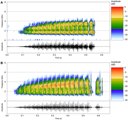 Figure 4. (a) and (b) Advertisement calls of S. rupestris from the type locality (Alto Paraíso de Goiás, GO). Spectrogram and corresponding oscillogram of two recorded males: (a) sound file: Scinax_rupestrisVeadGO2aCSB_AAGm671. (b) Sound file: Scinax_rupestrisVeadGO3aCSB_AAGm671.