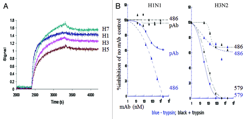 Figure 3. Kinetic binding and limited neutralizing activity of group 1 and group 2 HA cross-reactive mAb 486. (A) Comparison of the binding kinetics of mAb 486 after capture on an anti-human Fc sensors, to 200 nM of HA trimers representative of group 1 (H1 California 07/09 and H5 Vietnam/1203/2004) and group 2 (H3 Hong Kong/8/68 and H7 Netherlands/219/03). (B) Plaque formation neutralization activity of mAb 486, rabbit pAb directed to the fusion peptide, or mAb 579 of H1 A/CA/04/09 or H3 A/Perth/16/09 infected MDCK cells, with (black) or without (blue) prior trypsin activation of viruses.