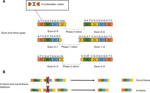 Figure 2 Effect of exon deletions on the open reading frame.