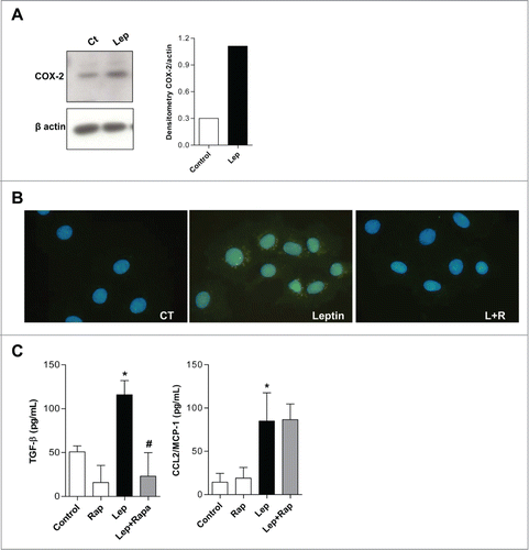 Figure 5. Leptin stimulates COX-2 overexpression and TGF-β production in a mTOR dependent fashion. (A) IEC-6 cells were incubated with leptin (20nM) for 6 h and the westers blot for COX-2 was performed and quantified. (B) Cells were incubated with leptin (20 nM) in the absence or presence of rapamycin (20 nM). After incubations, cells were processed for Imunofluorescence detection. The cells were labeled with anti-COX-2 antibody and a secondary dylight 488 labeled antibody. (C) The supernatants from incubations with leptin (20nM) treated or not with rapamycin (20 nM) were obtained after 6 h. TGF-β and CCL2/MCP-1 were measured in cell-free supernatants by ELISA. The results are representative of at least 3 experiments; (*) represent significant differences from controls; (+) or (#) represent signifficant differences from leptin treated samples. (Ct: control; Rapa: Rapamycin; Lep: Leptin; Lep+Rap: Leptin plus rapamycin)