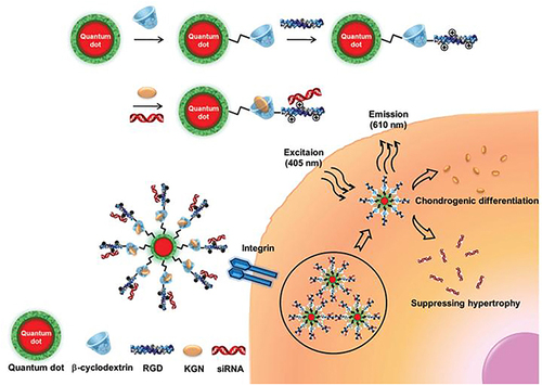 Figure 10 Schematic of RGD-CD-QDs as nanocarriers and nanoprobes to deliver small molecule and siRNA for controlling the chondrogenic differentiation of hMSCs and simultaneously long-term tracking hMSCs in vitro and in vivo.