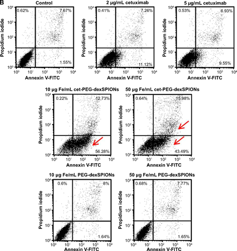 Figure S6 Apoptosis-inducing activity of cet-PEG-dexSPIONs in differential EGFR-expressing cell lines analyzed by an Annexin V-FITC/propidium iodide assay.Notes: 32D (A), 32D/EGFR (B) and A431 (C) cells (1×105 cells) were incubated in 0.5 mL of complete medium containing cetuximab (2 or 5 μg/mL) or iron oxide nanoparticles (25 or 50 μg Fe/mL). Tumor cell lines with different levels of EGFR expression (1×105 cells) were incubated in 0.5 mL of complete medium containing cetuximab (2 or 5 μg/mL) or iron oxide nanoparticles (25 or 50 μg Fe/mL). After incubation for 24 hours, these cells were harvested and double-stained with FITC-conjugated Annexin-V and propidium iodide. The cell populations as a percent of the total cells were assessed by flow cytometry. The arrow indicates a significant increase in the cell population after the cells were treated with cet-PEG-dexSPIONs at the indicated concentrations. Annexin V-FITC-negative/propidium iodide-negative, viable cells; Annexin V-FITC-positive/propidium iodide-negative, early apoptotic cells; Annexin V-FITC-negative/propidium iodide-positive, dead cells; Annexin V-FITC-positive/propidium iodide-positive, late apoptotic cells and necrotic cells.Abbreviations: cet, cetuximab; dex, dextran; EGFR, epidermal growth factor receptor; FITC, fluorescein isothiocyanate; PEG, polyethylene glycol; SPIONs, superparamagnetic iron oxide nanoparticles.