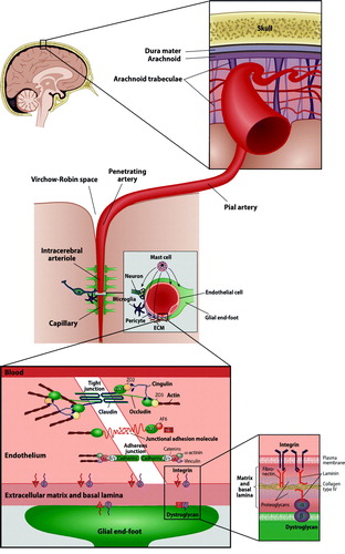 Figure 2.  Schematic illustration of the neurovascular unit (middle) and the components of the blood-brain barrier (bottom left) and the basal lamina (bottom right) (ECM = extracellular matrix; ZO = zona occludens; AF6 = afadin; 7H6 = tight junction associated phosphoprotein).
