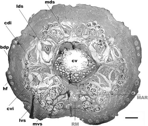 Figure 3. Tail transverse section of Chaetophractus villosus. HE staining. Scale bar: 2.5 mm. RM: rete mirabile of the medial coccygeal artery. MAR: main artery of the rete mirabile, cv: coccygeal vertebrae, bdp: bony dermal plate, mvs: medial ventral sacrocaudal muscle, lvs: lateral ventral sacrocaudal muscle, cvi: caudal ventral intertransverse muscle, cdi: caudal dorsal intertransverse muscle, lds: lateral dorsal sacrocaudal muscle, mds: medial dorsal sacrocaudal muscle, hf: hair follicle.