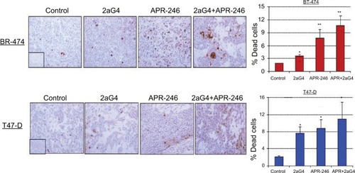 Figure 8 APR-246 and 2aG4 combination treatment induces apoptosis in breast tumor xenografts in nude mice.