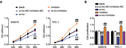 Figure 5 TNRC6C-AS1 accelerate proliferation of THCA cells through a miR-513c-5p-dependent way. (A) Viability of SW579 and TPC-1 cells with si-lnc or miR-513c-5p inhibitor transfection were detected by CCK-8 assay. (B) Proliferation of SW579 and TPC-1 cells with si-lnc or miR-513c-5p inhibitor transfection were detected by BrdU assay. si-lnc, Silencing TNRC6C-AS1. **P < 0.001 vs blank; ## P < 0.001 vs si-lnc+inhibitor.