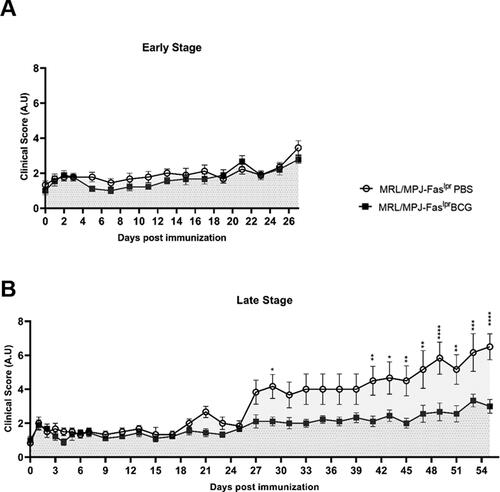 Figure 1. Reduction of clinical scores in BCG-immunized group at late-stage of disease in SLE-prone mice. The clinical score of MRL/MPJ-Faslpr mice was determined following the parameters indicated in the previous section. The Y-axis indicates the clinical score, and the X-axis shows the days after vaccination. (A) Early stage (group A) n = 18 (n = 9 PBS, n = 9 BCG). (B) Late stage (group B) n = 18 (n = 8 PBS, n = 10 BCG). ○: MRL/MPJ-Faslpr mice treated with PBS with an area under the curve (AUC) of 51.78 (95% confidence interval; 42.97-60.59) in group A, and 177.3 (95% confidence interval; 153.30-201.30) in group B. ■: MRL/MPJ-Faslpr mice immunized with BCG with an AUC of 45.61 (95% confidence interval; 38.22-53.00) in group A, and 103.4 (95% confidence interval; 90.82-116.10) in group B. The AUC difference in group B was statistically significant (p < 0.05). A two-way ANOVA with tukey post-test analyzed statistical differences (≥ 0.05 (ns), 0.01 - 0.05(*), 0.001 - 0.01 (**), 0.0001 - 0.001 (***), < 0.0001 (****)). bars indicate mean ± SEM.