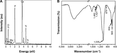 Figure 7 EDS spectrum (A) and FTIR spectrum (B) of the newly formed layer on the Ti150 after soaking for 14 days.Abbreviations: EDS, energy dispersion spectroscopy; FTIR, Fourier transform infrared spectroscopy.