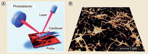 Figure 4. Principle of atomic force microscopy and an example atomic-force microscopy image. (A) Principle of atomic force microscopy. (B) Atomic-force microscopy image of amyloid-β1–42 fibrils(A) With permission from Citation[101] © JPK instruments.(B) With permission from Choi Y and Leonenko Z (Leonenko’s group) [Unpublished Data].