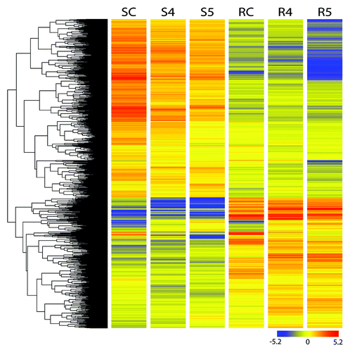 Figure 2. Differentially expressed genes across two tissues at two time points of drought treatments. SC-Shoot control, S4 and S5 – shoot four day and five day after stress respectively, RC- root control, R4 and R5- root four day and five day after stress respectively.