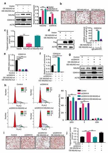 Figure 4. NSUN2 Promotes CDKN1A Protein Expression in an m5C-dependent Manner. A) Western blot analysis of CDKN1A protein levels in wild type (wt)- and mutant (mut)-NSUN2 cells after MDI-induced for 18 h. ACTB was used as loading control. B) Oil Red O staining of control, NSUN2-wt or NSUN2-mut overexpressing cells on day 7 day of adipogenic differentiation. Scale bar: 100 μm. C) Relative triglyceride accumulation in OE-NSUN2-wt and OE-NSUN2-mut cells. Triglyceride accumulation was measured using a triglyceride assay kit. Protein content was measured by BCA Protein Assay Kit. Relative triglyceride accumulation was calculated by Triglyceride accumulation/Protein content. D) Methylated RNA immunoprecipitation (MeRIP)-qPCR analysis of m5C levels of CDKN1A mRNA in control, NSUN2-wt or NSUN2-mut overexpressing cells after MDI-induced for 18 h. E) Real-time quantitative PCR (qPCR) analysis of CDKN1A mRNA expression after MDI-induced for 18 h in control and NSUN2 knockdown cells transfected with NSUN2-wt, NSUN2-mut plasmid. F) Methylated RNA immunoprecipitation (MeRIP)-qPCR analysis of m5C levels of CDKN1A mRNA in control and NSUN2 knockdown cells transfected with NSUN2-wt, NSUN2-mut plasmid. G) Western blot analysis of CDKN1A protein levels after MDI-induced for 18 h in control and NSUN2 knockdown cells transfected with NSUN2-wt, NSUN2-mut or empty vector. ACTB was used as loading control. H) Cell cycle progression analysis of control and CDKN1A knockdown cells transfected with NSUN2-wt or NSUN2-mut plasmid 18 h after MDI initiated. The population of cells in each phase (G0/G1, S and G2/M) of the cell cycle were quantified by using ModFit LT software. I) Oil Red O staining of control and CDKN1A knockdown cells transfected with NSUN2-wt or NSUN2-mut plasmid on day 7 of adipogenic differentiation. Scale bar: 100 μm. J) Relative triglyceride accumulation in siControl and siCDKN1A cells transfected with OE-NSUN2-wt or OE-NSUN2-mut plasmid. Triglyceride accumulation was measured using a triglyceride assay kit. Protein content was measured by BCA Protein Assay Kit. Relative triglyceride accumulation was calculated by Triglyceride accumulation/Protein content. The data were presented as the mean ± SD of triplicate tests. P values were calculated by Student’s t-test. *P < 0.05, **P < 0.01, ***P < 0.001