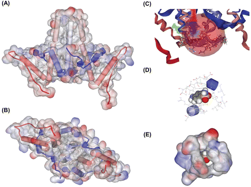 Figure 1.  Constructed protein model and receptor–ligand interaction simulation. (A) Constructed Cp149 dimer model. Lateral view. (B) Constructed Cp149 dimer model. Ventral view. (C) Binding site candidate. Residues Ser35~His52 are depicted in stick model, and binding site is depicted as a coloured dot and pink sphere. (D) Binding simulation of sulfanilamide. Atoms in sulfanilamide are depicted as the ball, and nearby residues are depicted as lines. (E) Surfaces are added to residues described in (D). Sulfanilamide ligand is almost completely interlocked in the protein structure.