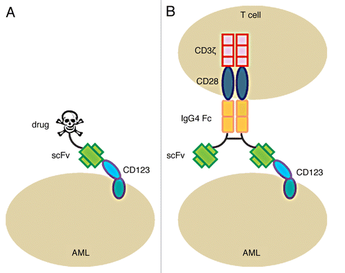 Figure 1. Single chain variable fragment-based targeting of CD123. (A) The CD123-specific single chain variable fragments (scFvs) 26292 and 32716 were originally incorporated as recombinant immunotoxins targeting CD123+ acute myeloid leukemia (AML). (B) Schematic representation of our CD123 chimeric antigen receptor (CAR) T cell binding to CD123 on the surface of an AML cell. The CARs we developed include intracellular CD28 derived costimulatory and CD3ζ signaling domains. The extracellular portion of our CD123 CARs consists of a modified hinge-CH2-CH3 spacer derived from the Fc domain of IgG4 and either of 2 scFvs targeting CD123 (26292 or 32716).