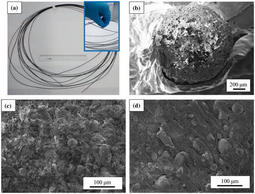 Figure 6. (a) Extruded MnAlC–PE magnetic filament (a 20 cm ruler is included for scale comparison); SEM images of (b) MnAlC–PE filament showing its circular cross section, and internal filament morphology for different filling factors: (c) 72.3% and (d) 52.1%.