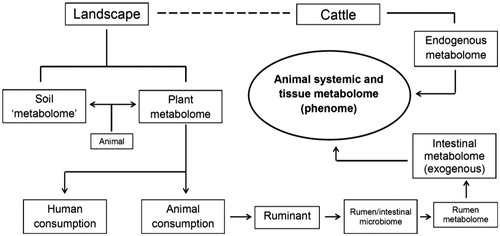 Figure 2. Diagram illustrating the contribution of the ‘exogenous metabolome’ and ‘endogenous metabolome’ to the systemic and tissue metabolome.
