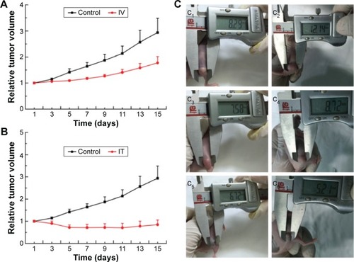 Figure 9 The tumor volume and appearance.Notes: (A and B) Tumor volume of 4T1 mice after different treatments as described. (C, c1–c6) Digital photos of tumor-bearing nude mice before (c1, c3, and c5) and 15 days after (c2, c4, and c6) PTT (c1, c2: control; c3, c4: IV administration; c5, c6: IT administration), mean ± SD, n=6.Abbreviations: IV, intravenous; IT, intratumoral; PTT, photothermal therapy; SD, standard deviation; SP-MoS2, soybean phospholipid-encapsulated MoS2.