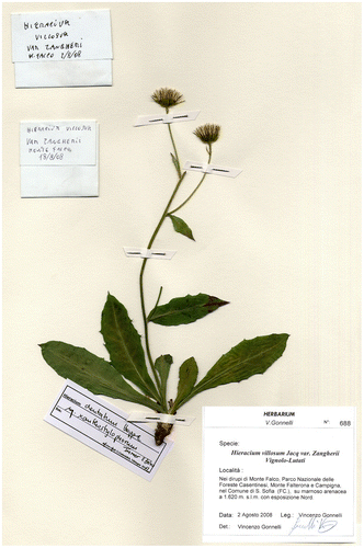 Figure 4 A recent specimen of Hieracium dentatum subsp. xanthostylophorum (= “H. villosum var. zangherii”).