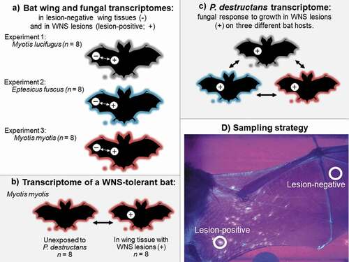 Figure 1. Schematic of comparisons made in this study: (a) three experiments investigating bat and fungal responses to growth in pathogenic and saprophytic contexts. Experimentally infected Myotis lucifugus (Experiment 1) and Eptesicus fuscus (Experiment 2) hibernated post-exposure under controlled conditions in captivity, and hibernating, wild Myotis myotis (Experiment 3) were sampled at the end of hibernation with natural exposure to Pseudogymnoascus destructans. (b) characterization of the response to bat white-nose syndrome (WNS) in a tolerant host, (c) comparison of the response of P. destructans to growth in a pathogenic context on three host species, based on data collected in (a), and (d) transillumination of the wings of bats exhibiting clinical signs of white-nose syndrome, allowing detection of fluorescing (lesion-positive) and non-fluorescing (lesion-negative) sites for paired-biopsy sampling.