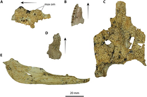 Figure 12. Mekosuchus from the Riversleigh World Heritage Area. A, Mekosuchus sanderi, QMF31188, holotype, partial left maxilla in lateral view. B, Mekosuchus whitehunterensis, QMF31051, holotype, partial right maxilla in ventral view. C, Mekosuchus sanderi, QMF31166, partial cranium in dorsal view. D, Mekosuchus whitehunterensis, QMF31052, partial frontal in dorsal view. E, Mekosuchus whitehunterensis, QMF31053, right mandible in lateral view. Arrows in A, B, and D indicate anterior. Abbreviation: max om, orbital margin of the maxilla.