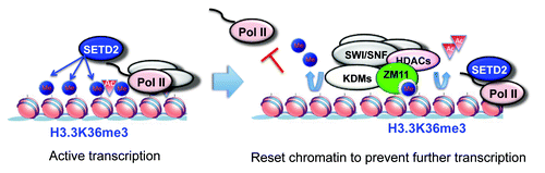 Figure 1. Working model of ZMYND11 in resetting chromatin. During active transcription, SET2 associates with the elongating RNA Pol II and deposits trimethylation on H3K36 of histone H3.3. After the passage of RNA Pol II, ZMYND11 binds to the H3.3K36me3 and recruits histone demethylases (KDMs), histone deacetylases (HDACs), and the SWI/SNF chromatin-remodeling complex to reset the chromatin to a relatively repressive state to prevent further transcription.