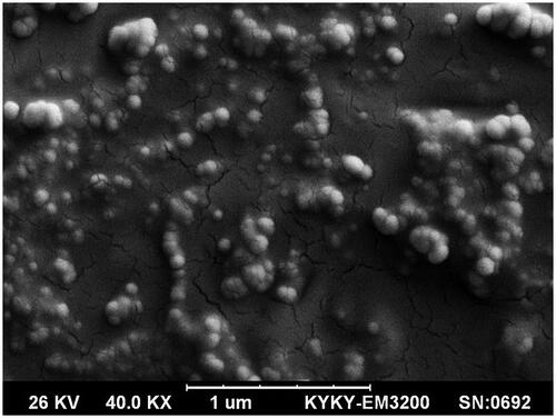 Figure 1. A scanning electron microscope (SEM) image of biogenic Zn NPs produced with a green microwave-assisted synthesis using L. vera leaf extract.